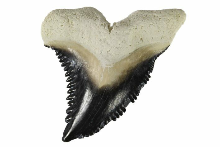 Fossil Shark Tooth (Hemipristis) - Bone Valley, Florida #113786